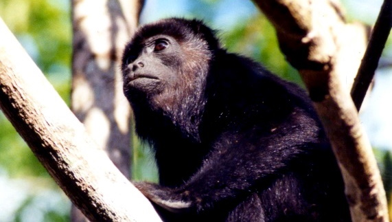 Congo Male 1