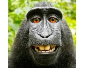 Bigmonkey