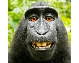 Bigmonkey